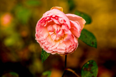 Late Flowering Rose