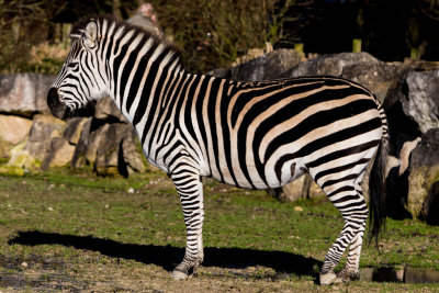 Zebra