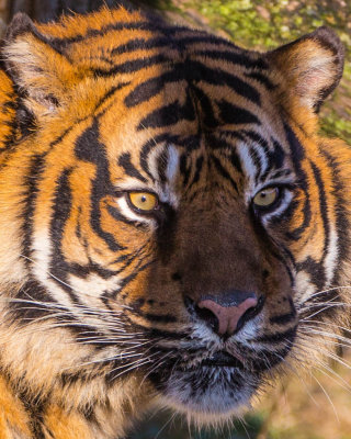 Tiger Close Up