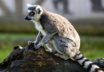 Lemur