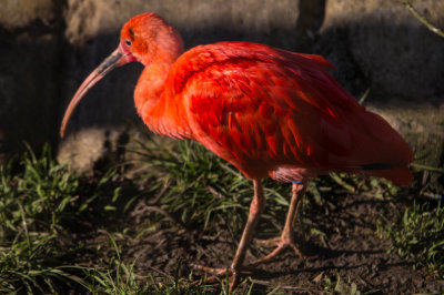 Scarlet Ibis