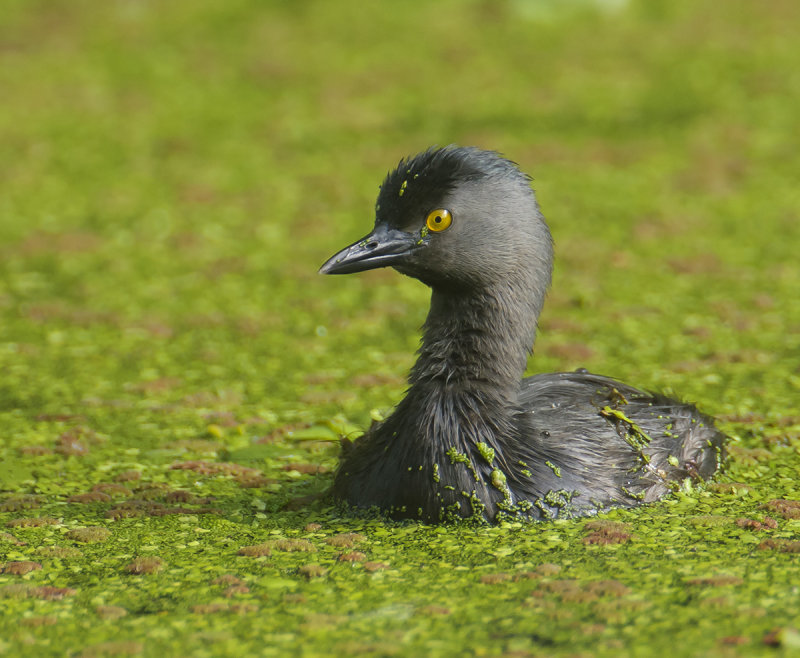 Least Grebe