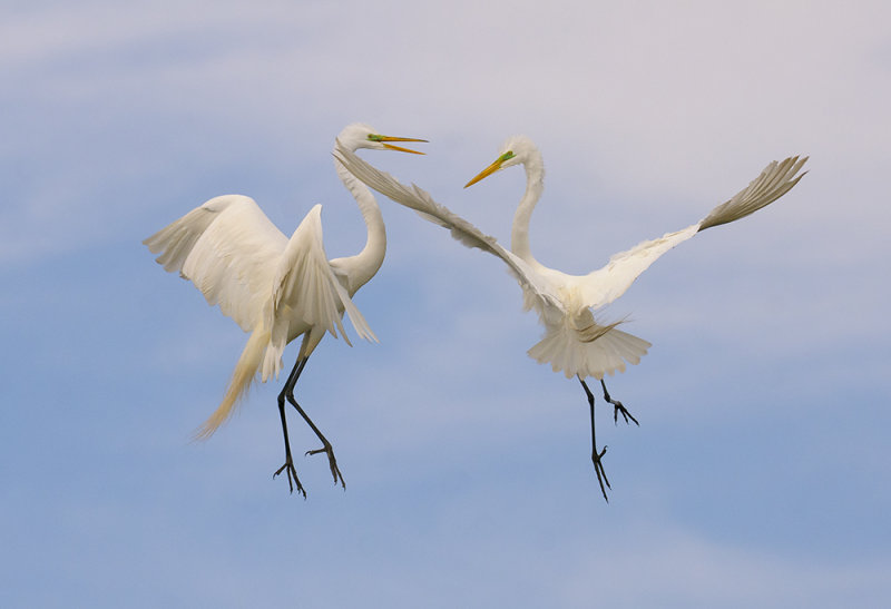 Great Egrets @ High Island