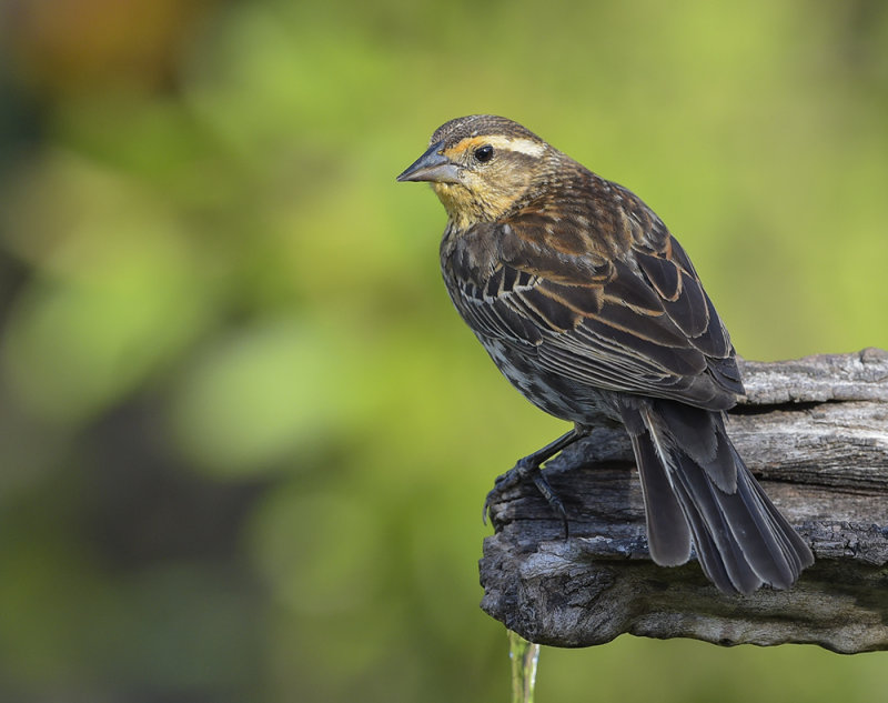 Red-winged Blackbird