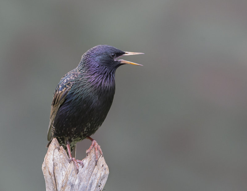 European Starling