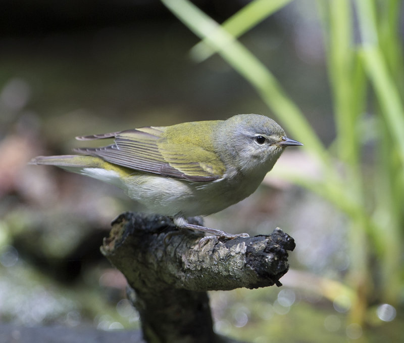 Tennessee Warbler