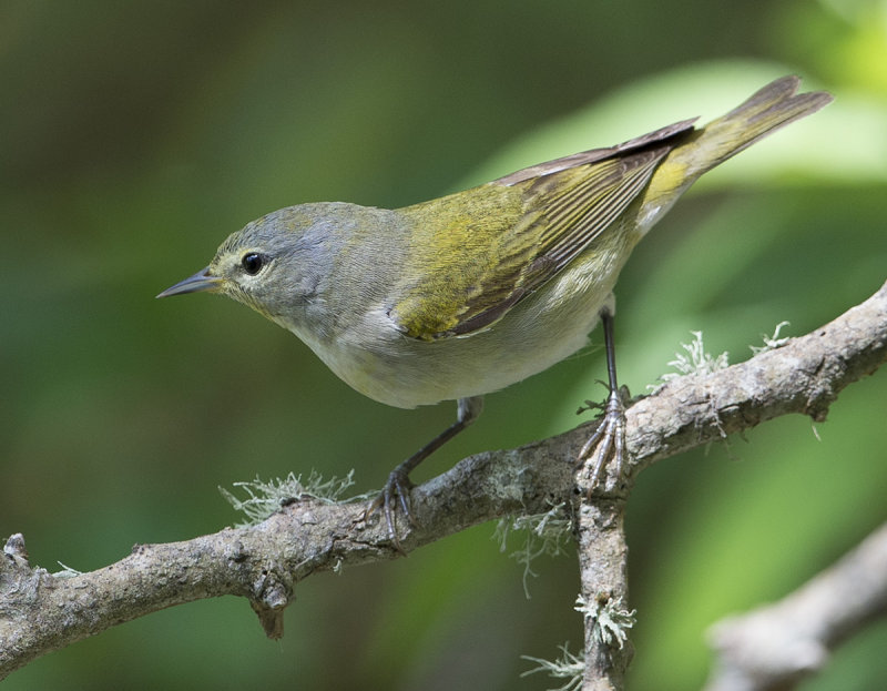 Tennessee Warbler