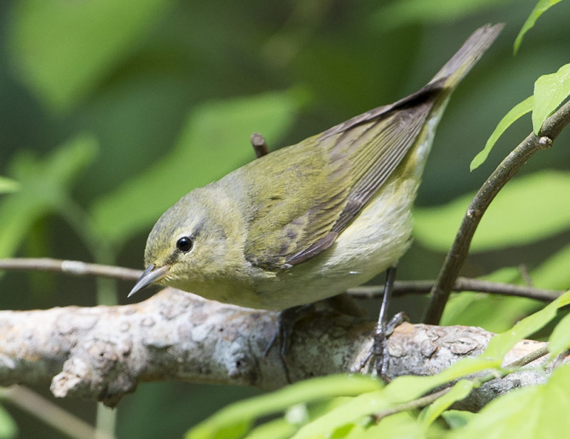 Tennessee Warbler