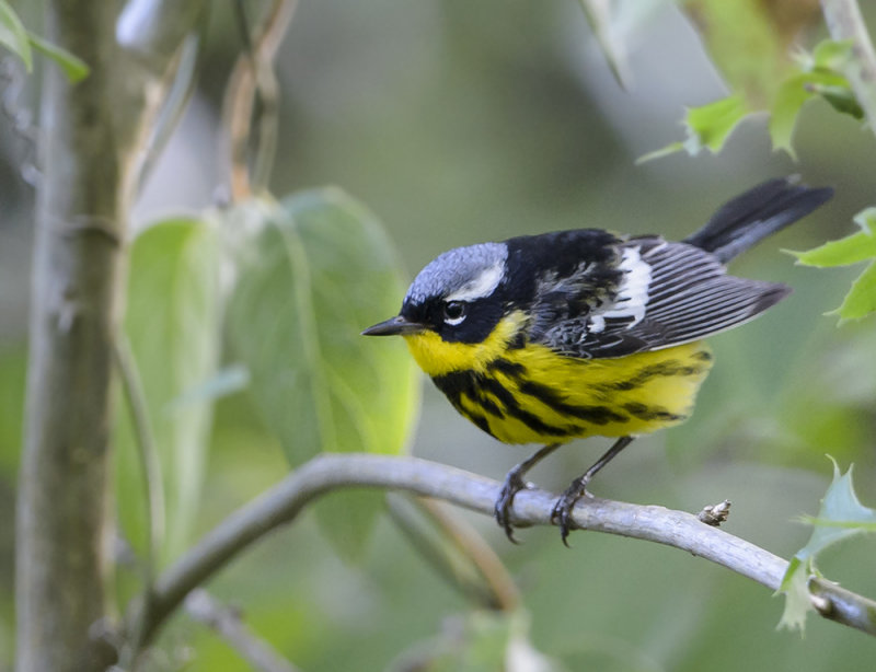 Magnolia Warbler