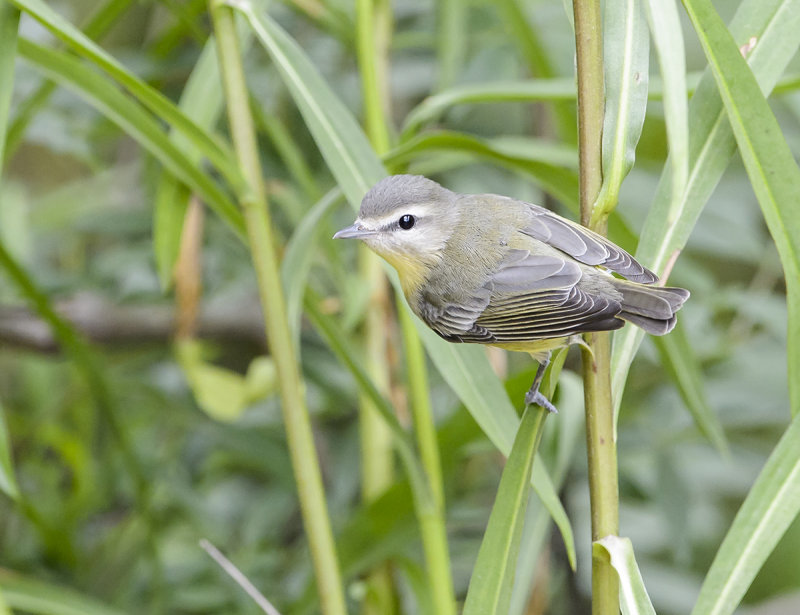 Philadelphia Vireo