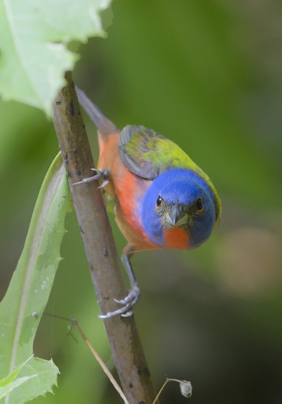 Painted Bunting