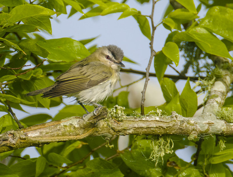 Red-eyed Vireo