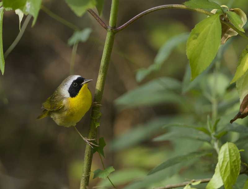 Common Yellowthroat