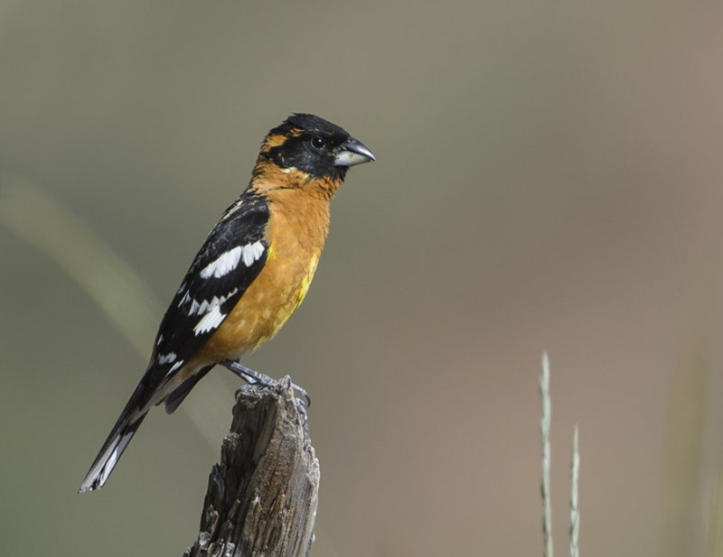 Black-headed Grosbeak