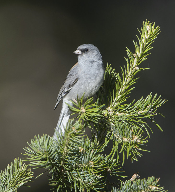 Dark-eyed Junco