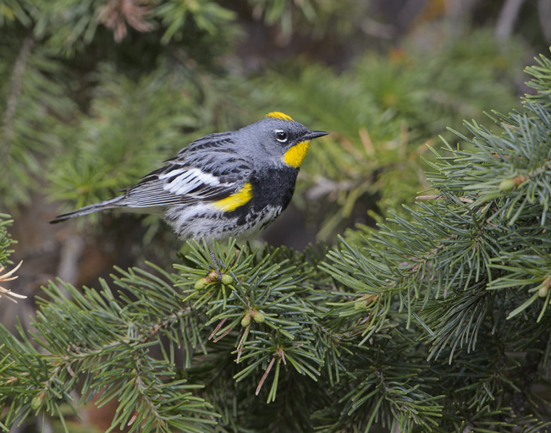 Yellow-rumped Warbler