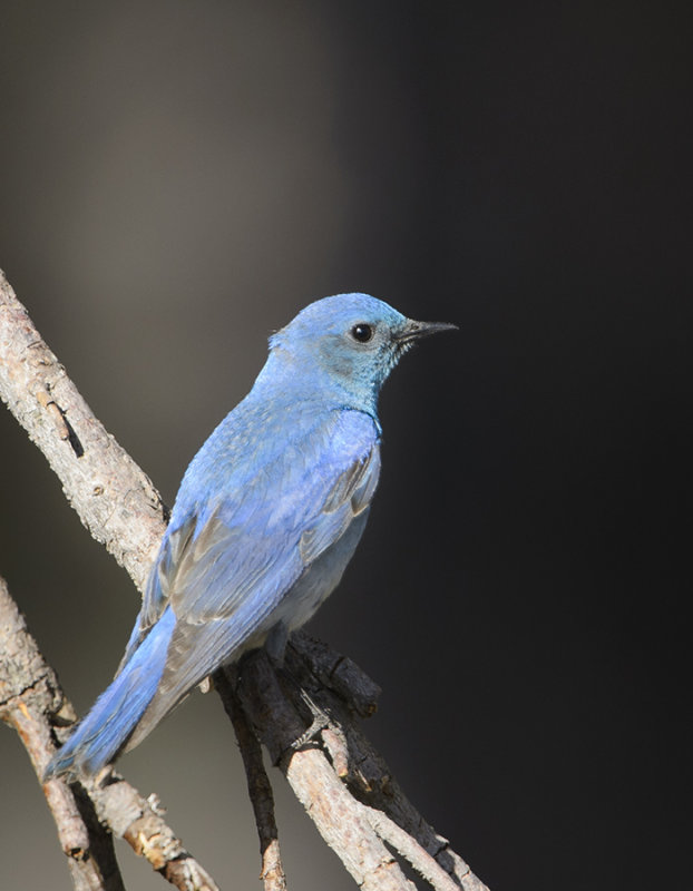 Mountain Bluebird