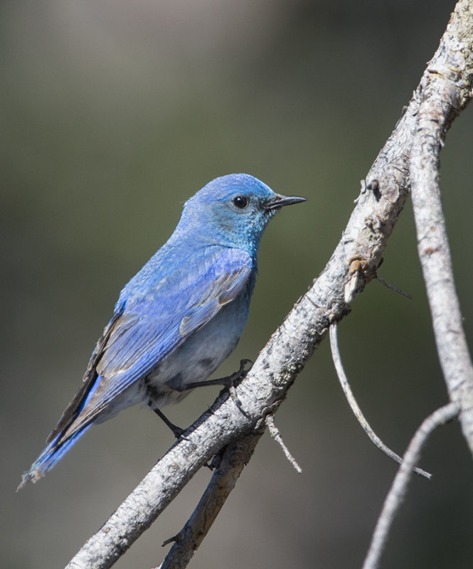 Mountain Bluebird