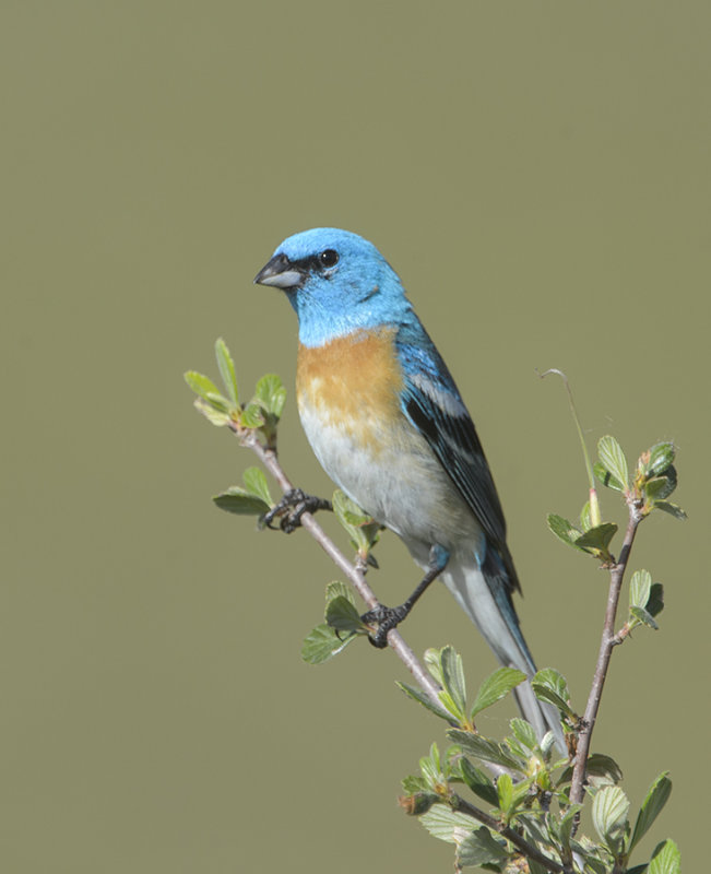 Lazuli Bunting