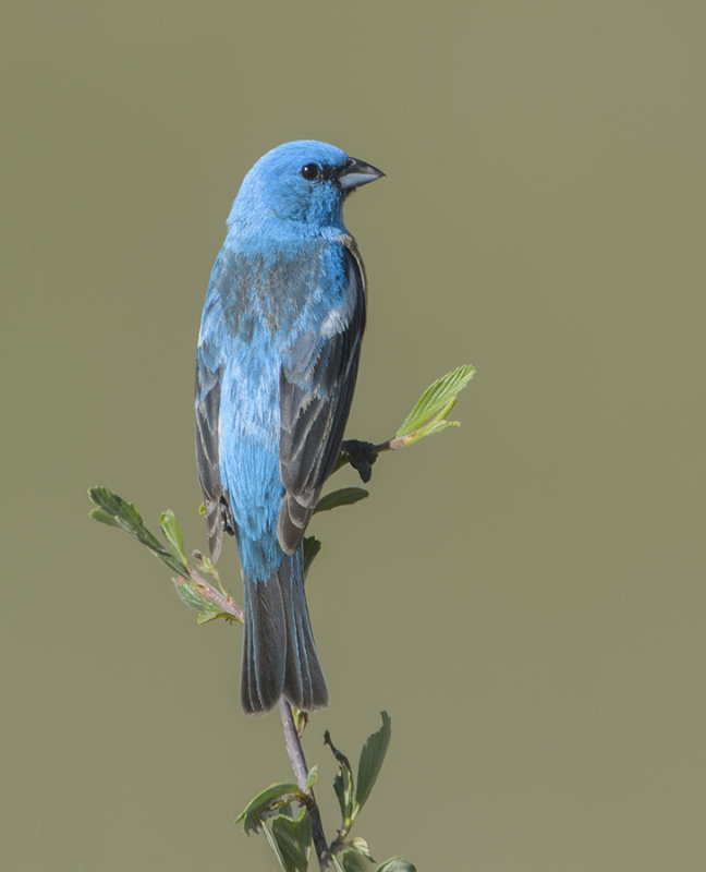 Lazuli Bunting