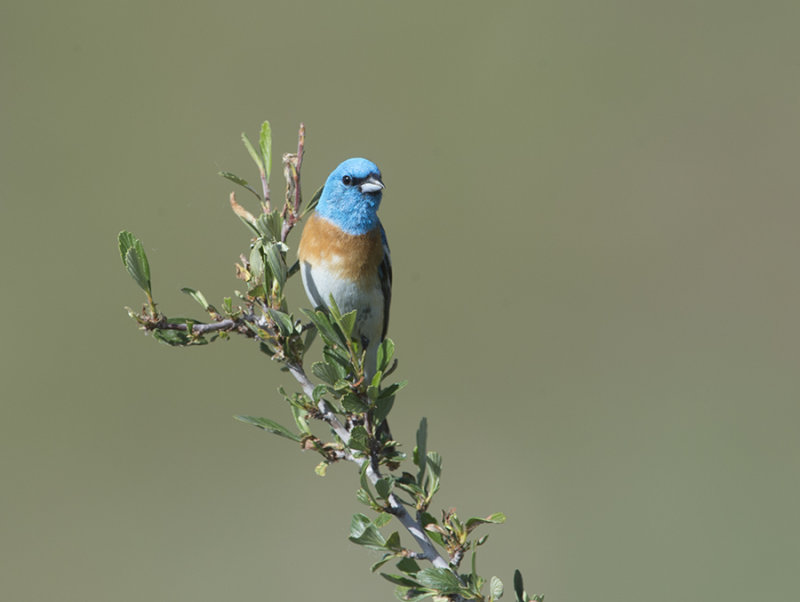 Lazuli Bunting