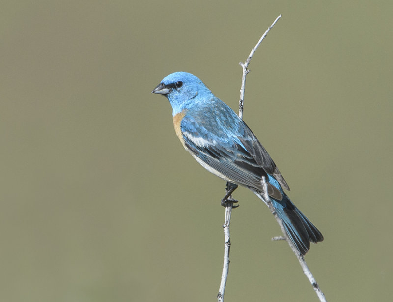 Lazuli Bunting