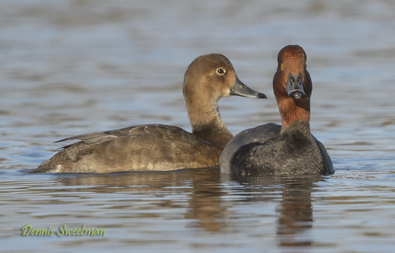 Redhead Ducks