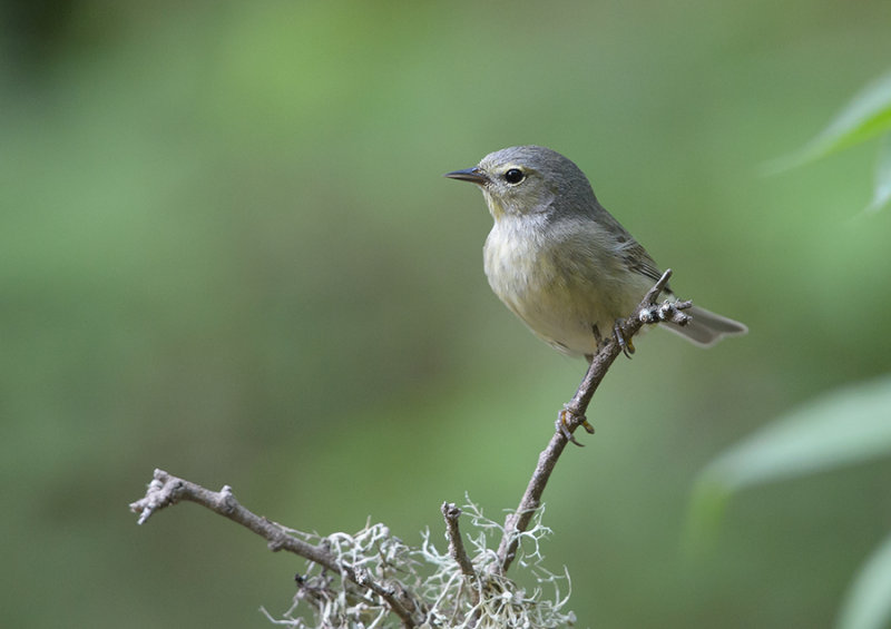 Orange-crowned Warbler