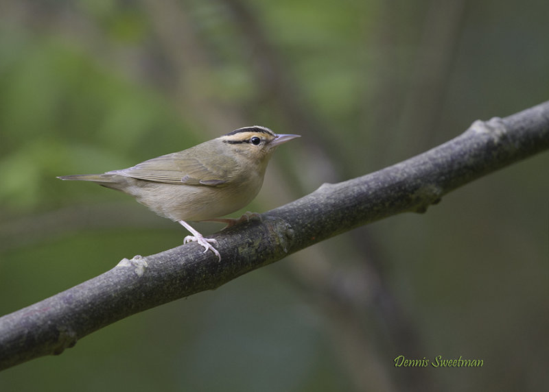 Worm-eating Warbler