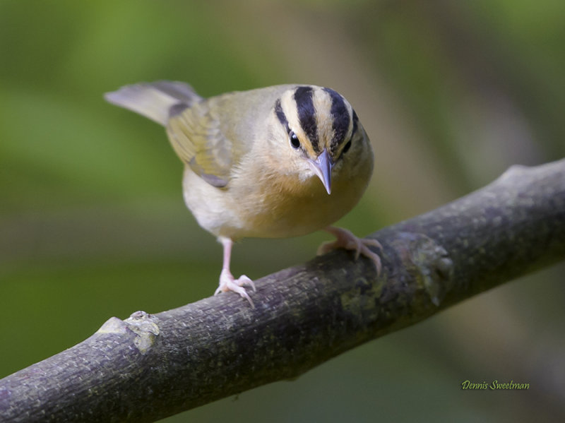 Worm-eating Warbler