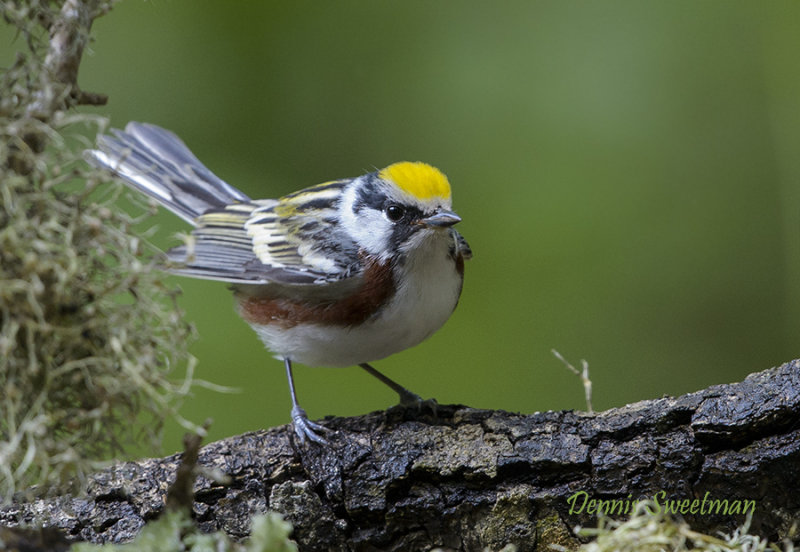 Chestnut-sided Warbler