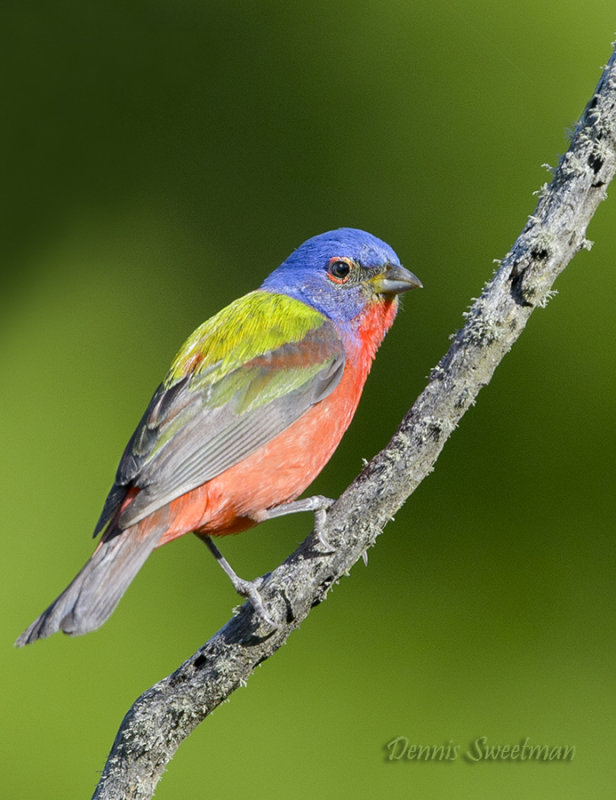 Painted Bunting