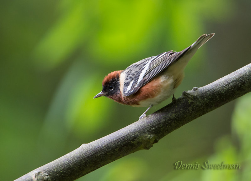 Bay-breasted Warbler