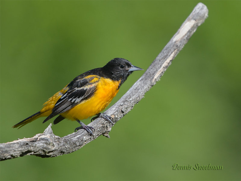 Baltimore Orioles