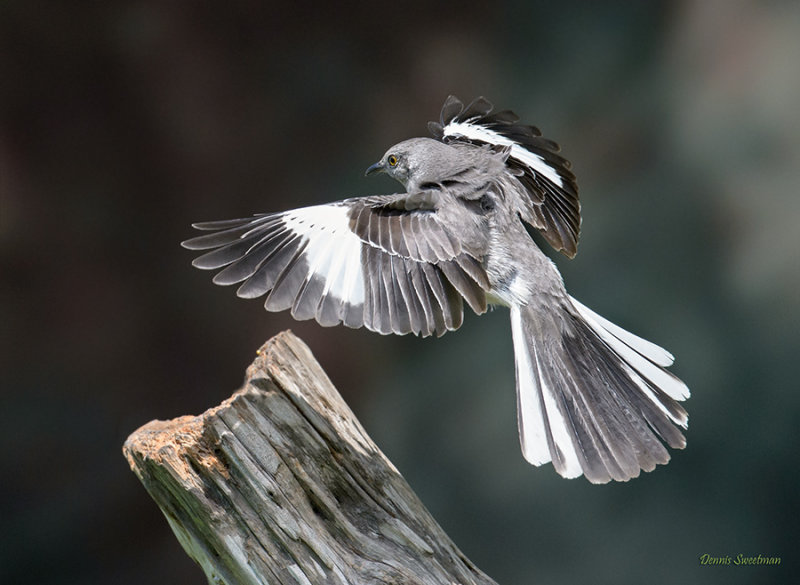 Northern Mockingbird