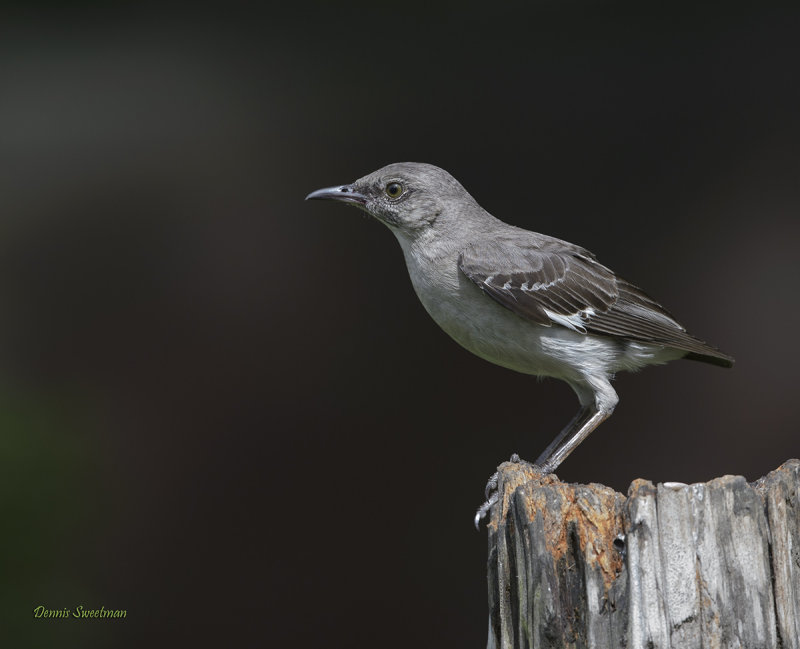 Northern Mockingbird