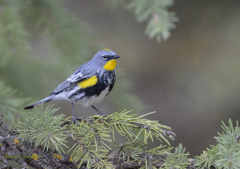 Yellow-rumped Warbler