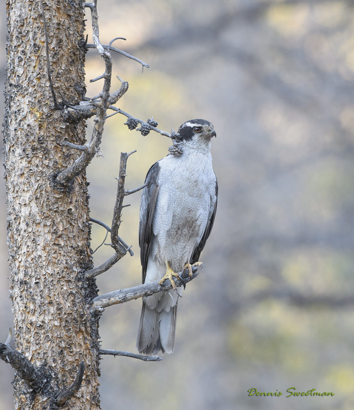 Goshawk