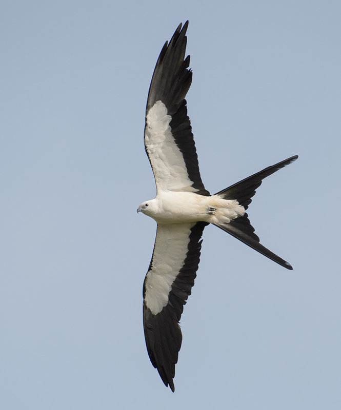 Swallow-tailed Kite