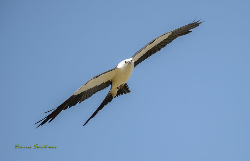 Swallow-tailed Kite