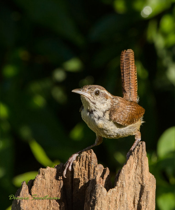 Bewicks Wren