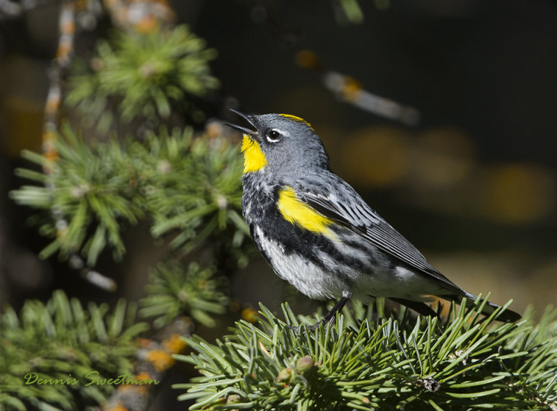 Yellow-rumped Warbler