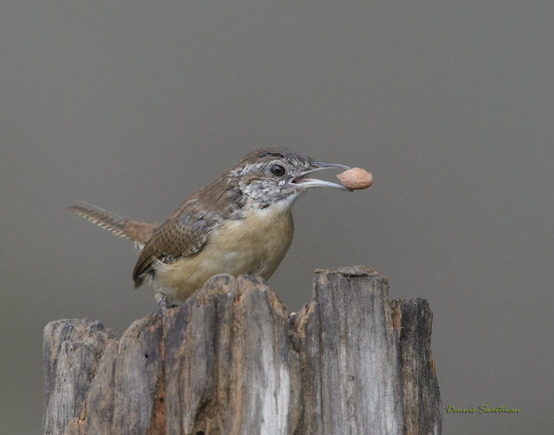 Carolina Wrens