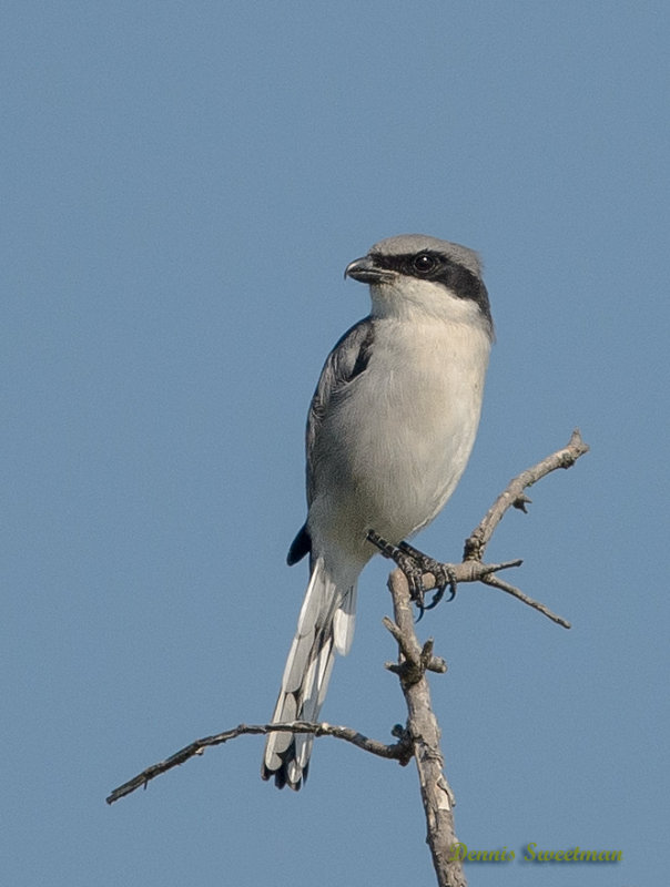 Loggerhead Shrike