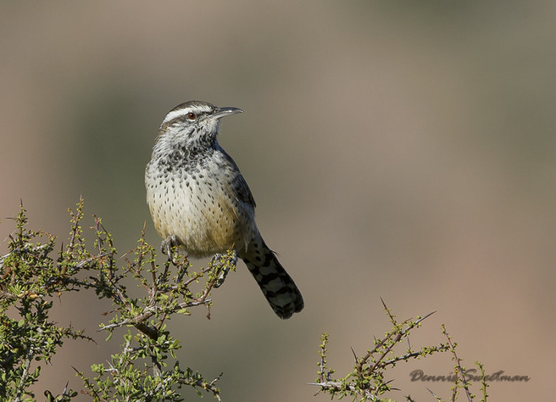 Cactus Wren