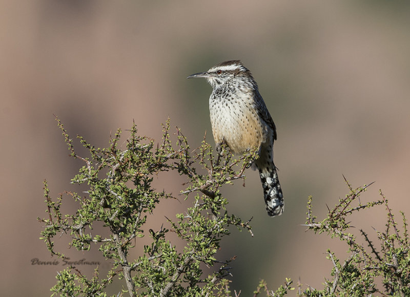 Cactus Wren