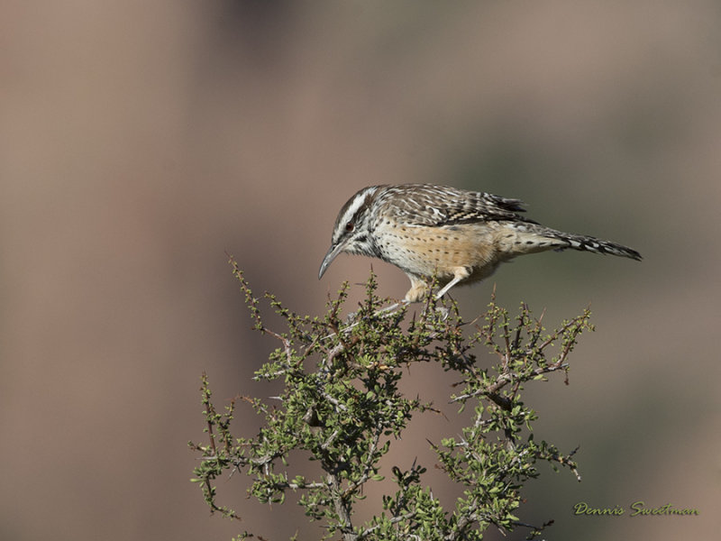 Cactus Wren