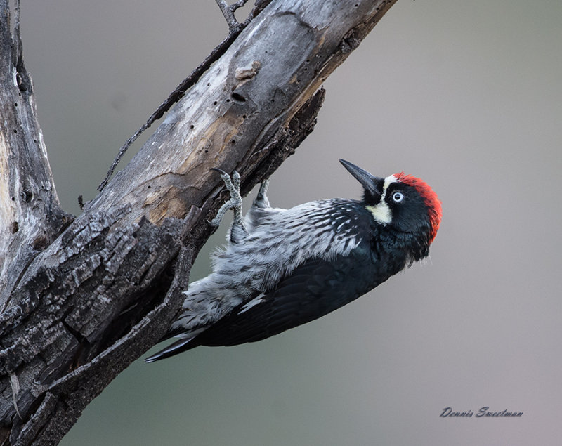 Acorn Woodpecker