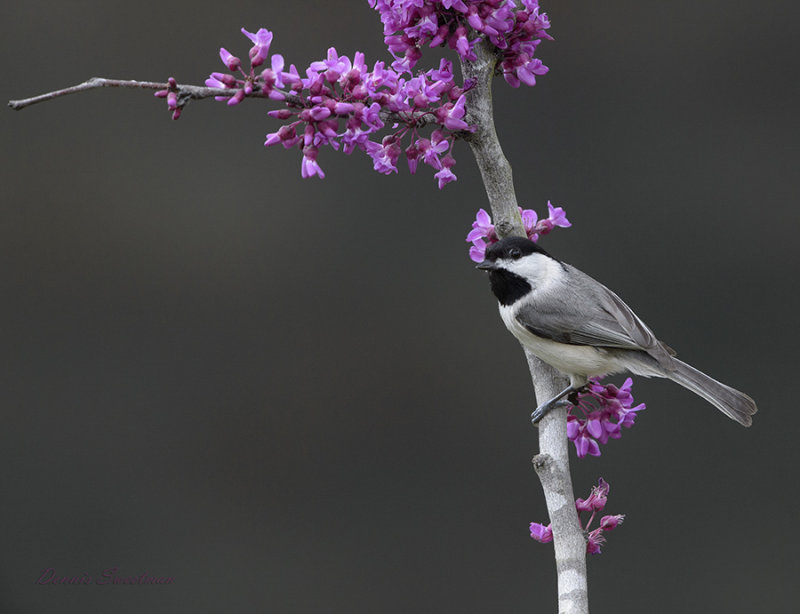 Carolina Chickadee