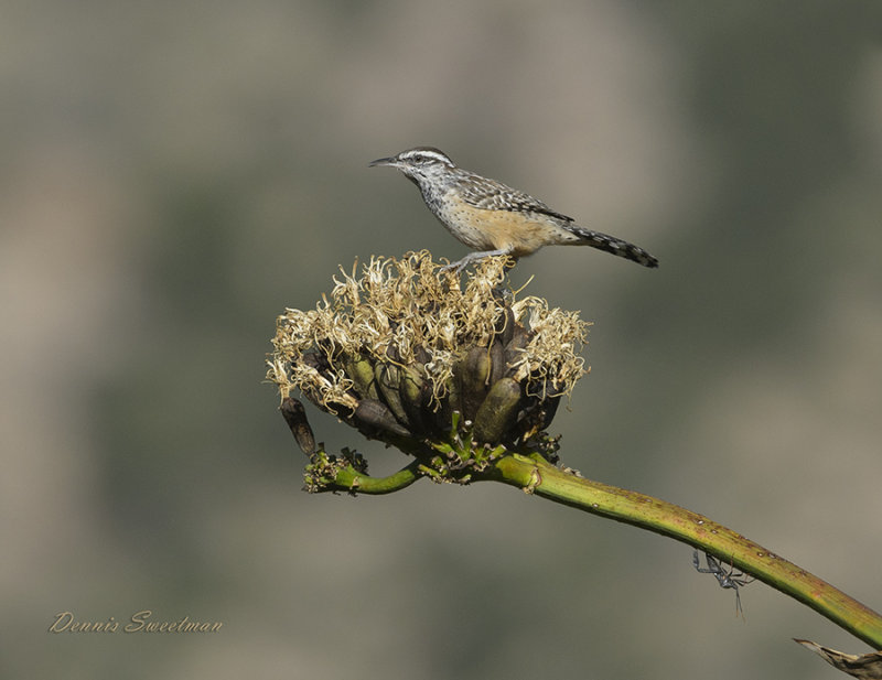 Cactus Wren